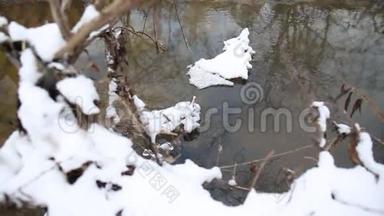 冰水在湍急的泉水中流淌. 雪在溪边的树枝上融化